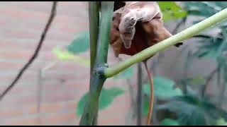 Palmentuin, Vijgen Snoeien,