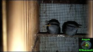 Pancingan Ampuh Suara Burung Tesia Jawa