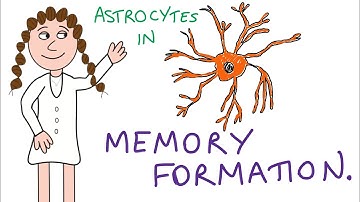 New insight to memory formation