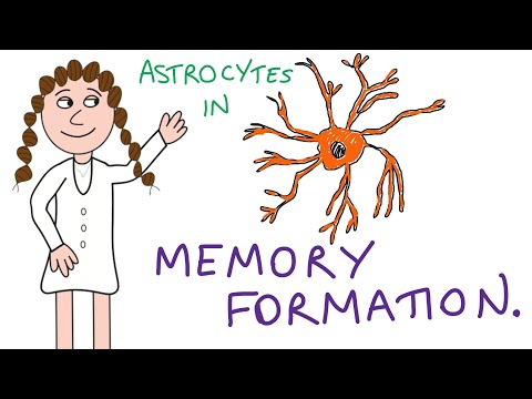 Video: The New Discovery Challenges Our Understanding Of Memory Formation - Alternative View