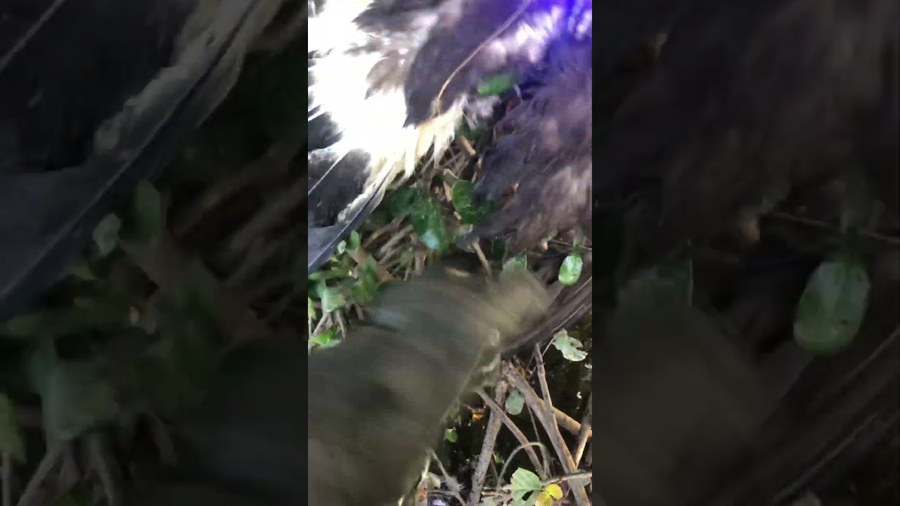 Harris hawk catch yellow bittern ❤️