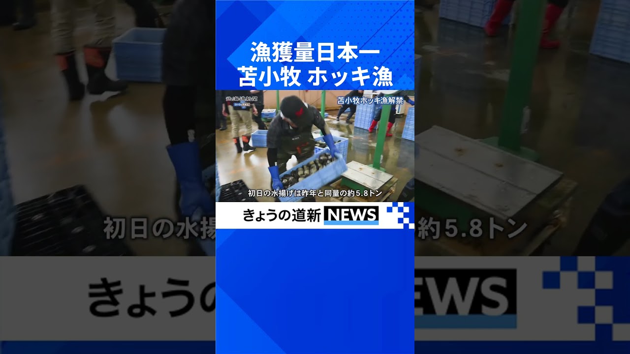 夏のホッキ、昨年より大ぶり　苫小牧沖で漁解禁　初日5.8トン水揚げ  #苫小牧 #ホッキ漁 #名産 #日本一 #北海道新聞 #shorts