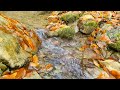 Sounds of Nature. A Gentle Stream Without Birdsong. 10 Hours Of 4K Video.