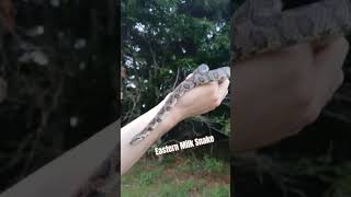 A Milk Snake In The Process of Shedding