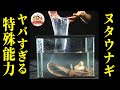 【死闘】ヌタウナギVSアナゴ!粘液で防御&攻撃...水中バトルの衝撃的な結末/海のワザ師【どうぶつ奇想天外/WAKUWAKU】
