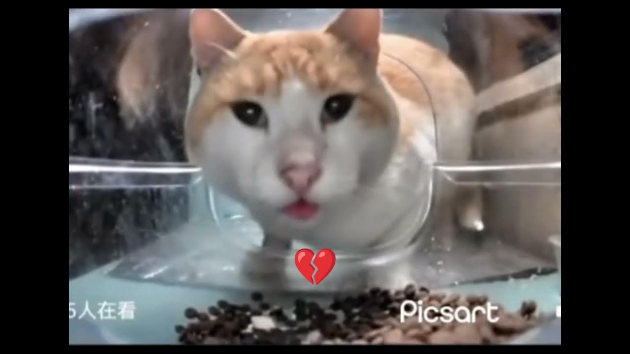 карту кэт. кид против кэт мистер кэт. где коту кэт. черный кот картун кэт. кид vs кэт мистер кэт.