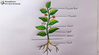 Parts of a Plant Drawing | Flower, Leaf, Stem, Root Diagram Easy Step by Step