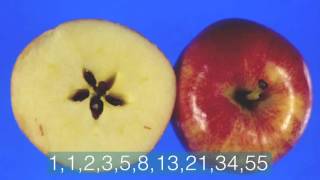 The Fibonacci Sequence  Nature's Code