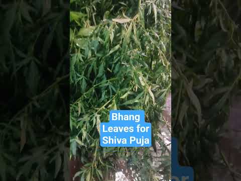 Bhang Leaves Shiva Puja Shravan Somvar | Cannabis sativa, marijuana , Hemp | भांग पत्ता #sorts