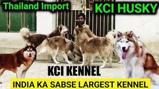 India के सबसे Largest Huskies | KCI & THAILAND Import Siberian husky for sale | Semi adult husky