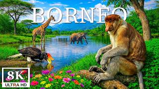 Borneo 8K | Ancient Rainforest, Orangutans & Exotic Wildlife Paradise screenshot 4