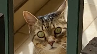 Wild cat starts remembering his childhood when human opens the outside door