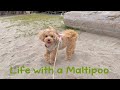 Life with a Maltipoo 🧸🌊🐾 Mocha’s day out 🎀 Beach, pet mall, walkies, new treats 🤎