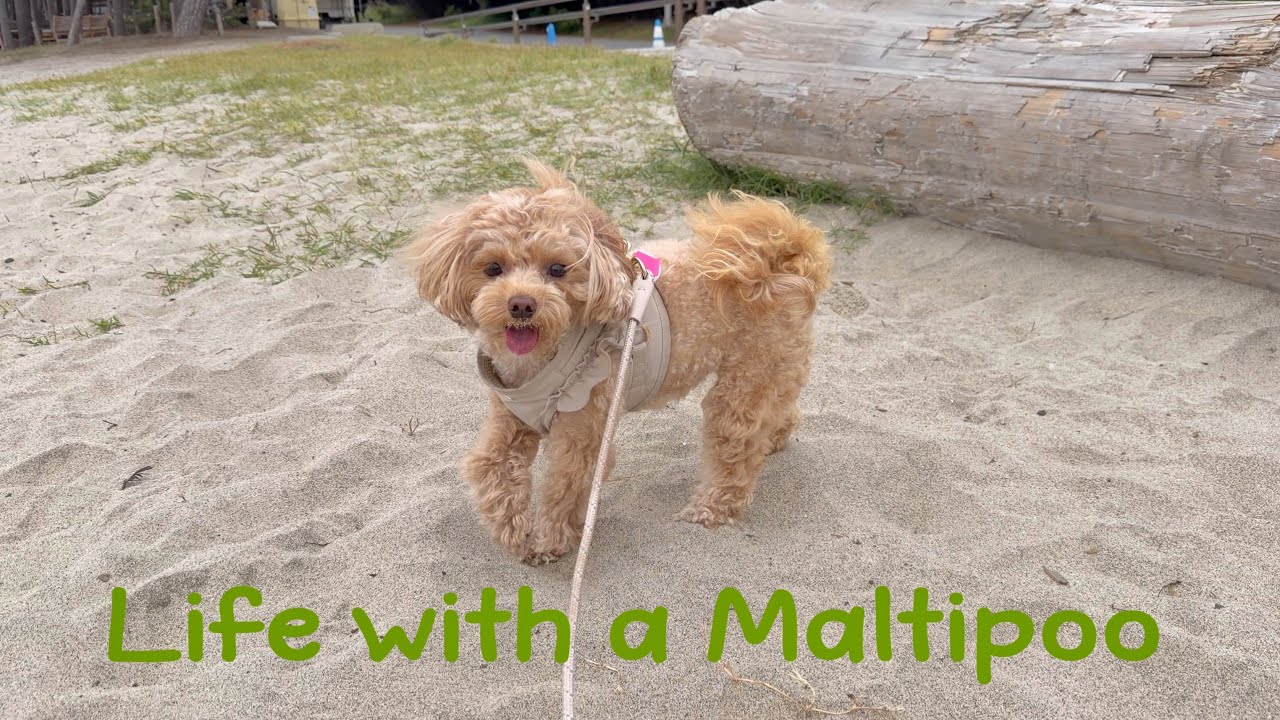 Life with a Maltipoo 🧸🌊🐾 Mocha’s day out 🎀 Beach, pet mall, walkies, new treats 🤎