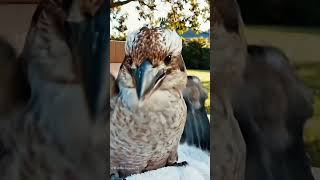 Stunned Kookaburra's Incredible Recovery After Window Strike #wildliferescue #birdrescue screenshot 2