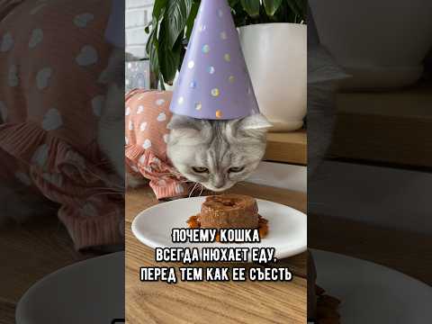 Почему кошка всегда нюхает еду, перед тем как ее съесть #кот #коты #кошка