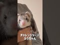 壁に手をつく犬は賢いらしいので、フェレットも試してみたらww
