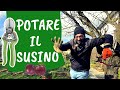 POTARE il SUSINO: 5 errori da non fare per potare pruno e susino alla perfezione