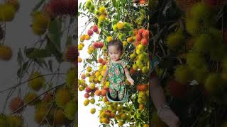 Rambutan Terbelah Dua Sangat Indah  pohon rambutan buah manis