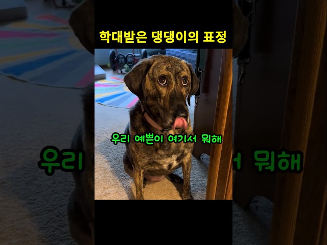 학대받은 댕댕이의 표정