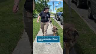 Dog Owners: Check This Before Every Summer Walk | K9 Mania Dog Training