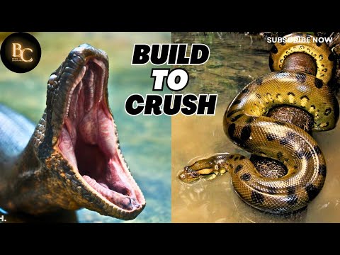 When Size Becomes a Weapon| Green Anaconda