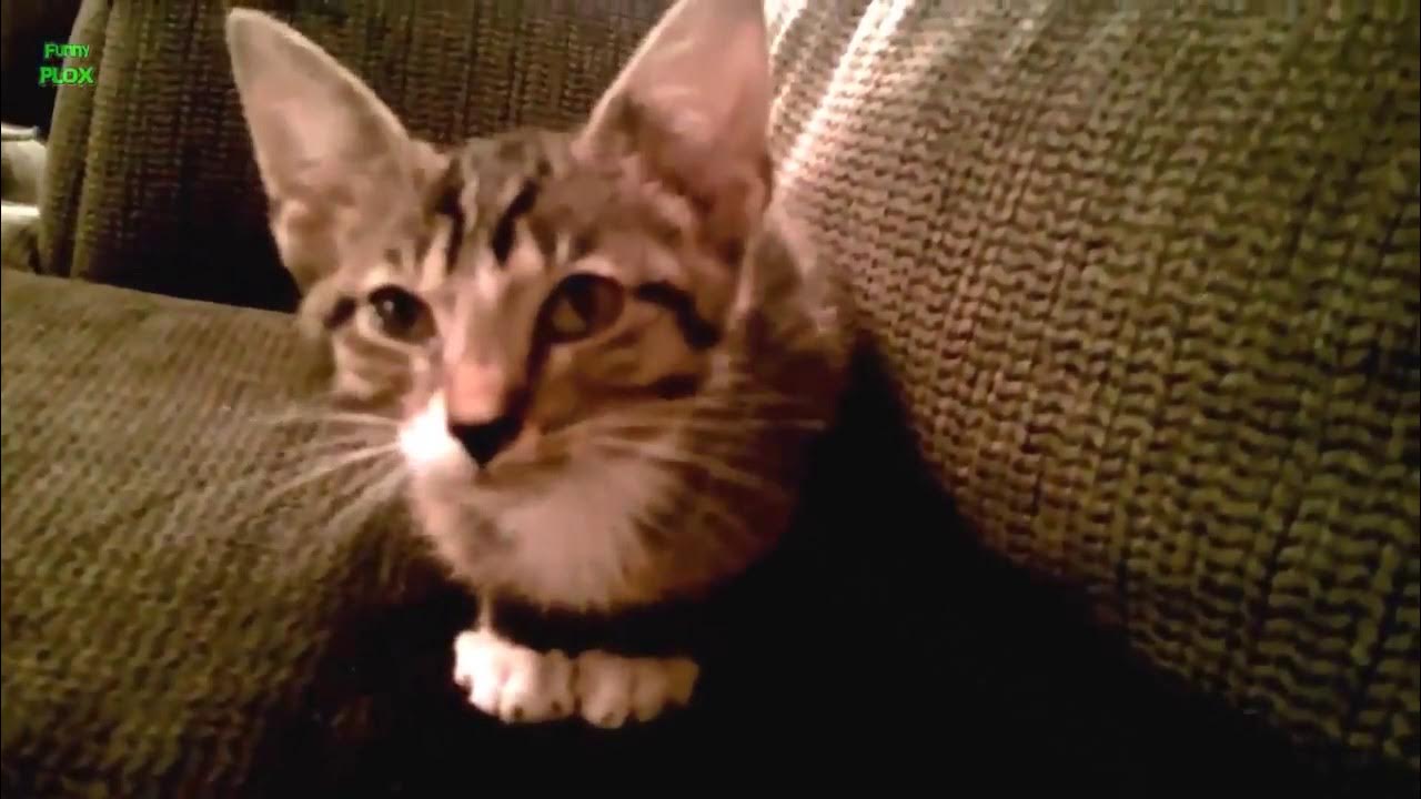 Chats Et Chatons qui Miaule Compilation HD YouTube