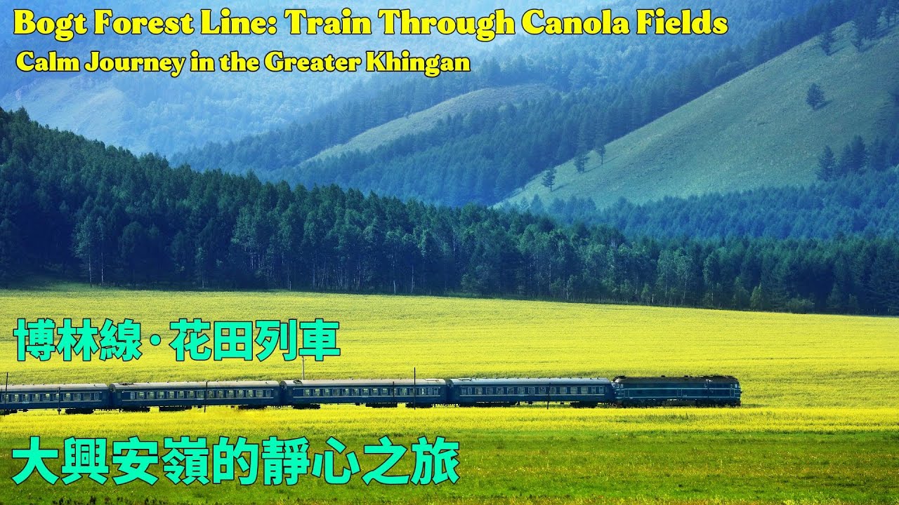 Bogt Forest Line: Train Through Canola Fields｜Calm Journey in the Greater Khingan｜博林綫·花田列車｜大興安嶺的靜心之旅