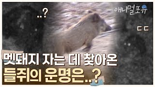 보기 힘들다는 멧돼지 잠자리를 찾아온 들쥐. 이를 본 멧돼지의 반응은..?  | KBS 환경스페셜 040602 방송