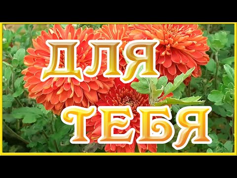 💛 ХРИЗАНТЕМЫ ДЛЯ ТЕБЯ. Музыкальная открытка Красивые Хризантемы