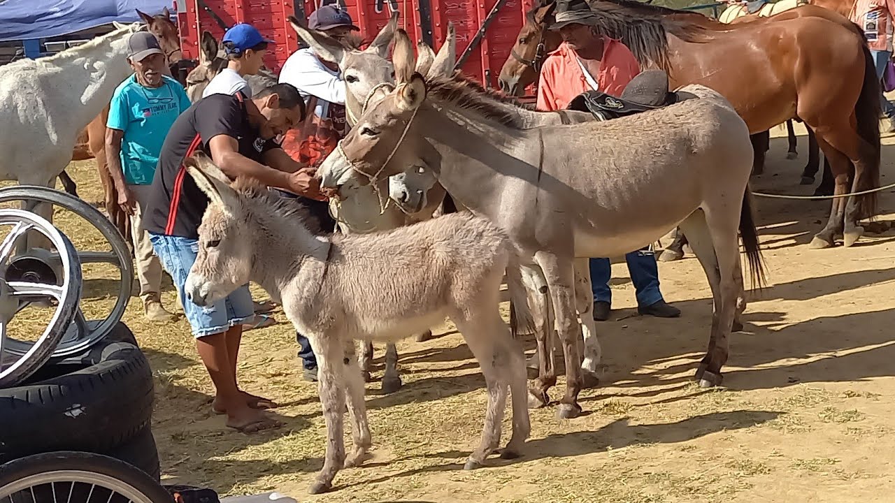 FEIRA DE CAVALOS EM CAMPINA GRANDE-PB 22-10-2025 ANIMAIS BARATO DE 600 REAIS HOJE 