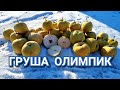 Груша Олимпик /Pears Olimpic