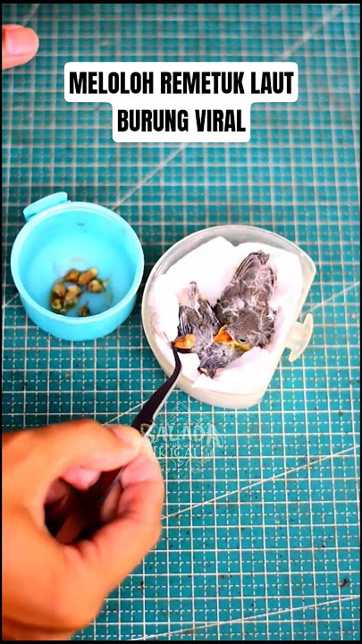 FEEDING VIRAL SEA REMETUK CHICKENS #chirpingballs #chirpingmania #sea REMETUK #viralbirds #birds