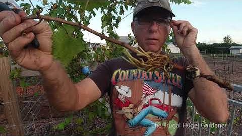 P2 - Air Cloning Muscadine Grape Vines Part 2 SUCCESS