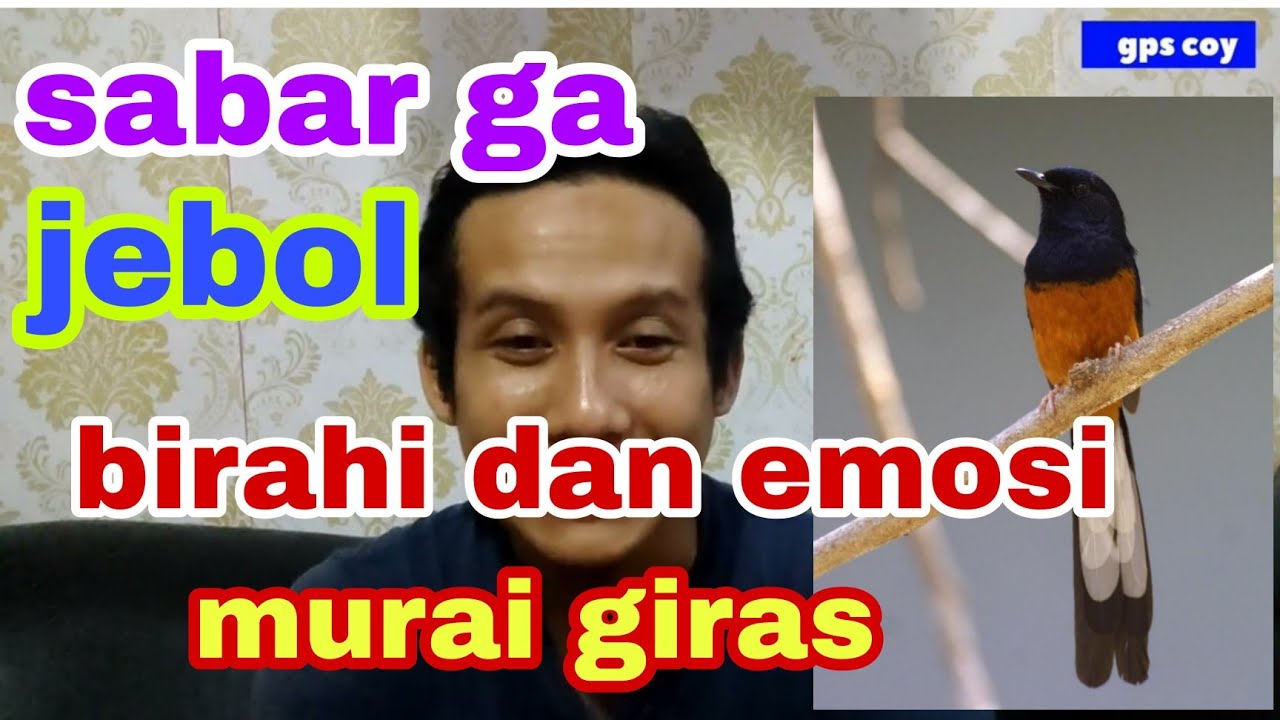jebol birahi dan emosi murai batu giras sabar ga