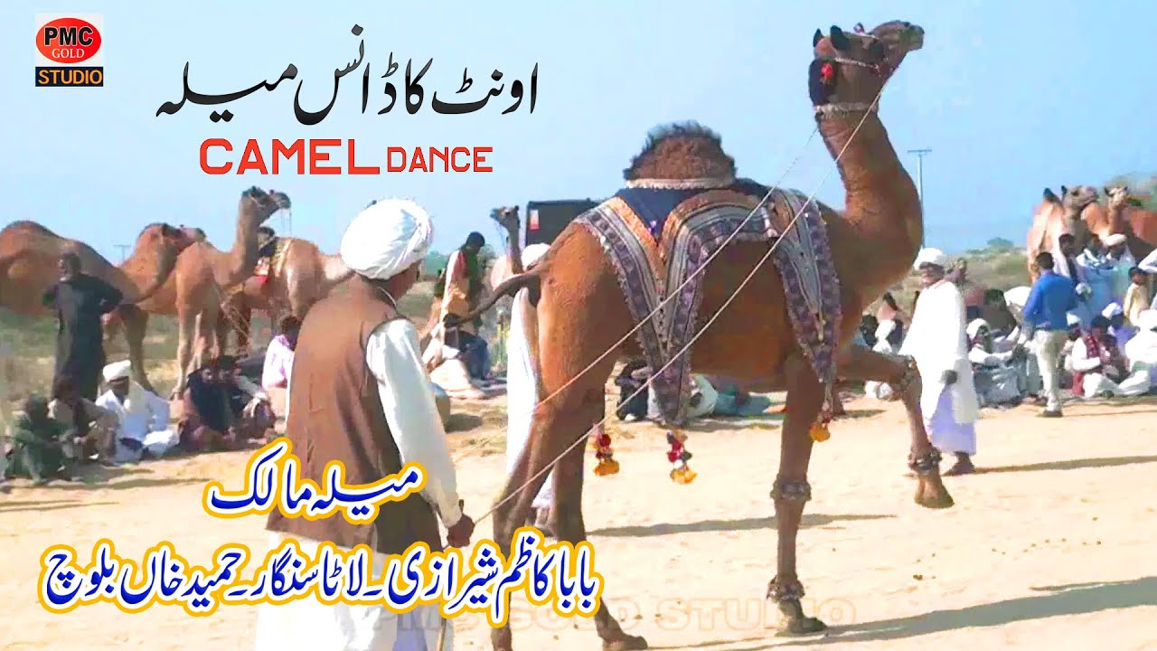 Camel Dance Muqabla | Cholistan Mela Festival | Lal Sohana Bahawalpur | Traditional Dance Show