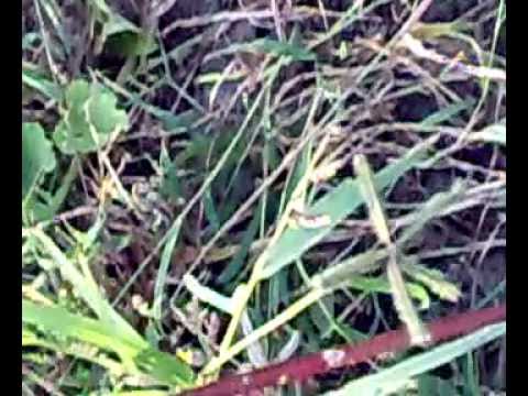 Inch worm Dancing