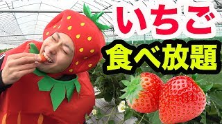 【食べ放題】いちご狩り60分間で余裕で100個食べられるんじゃね！？