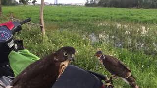Besra Sparrowhawk Hunting