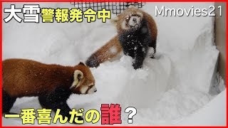 札幌に大雪警報！円山動物園のどうぶつたちの反応