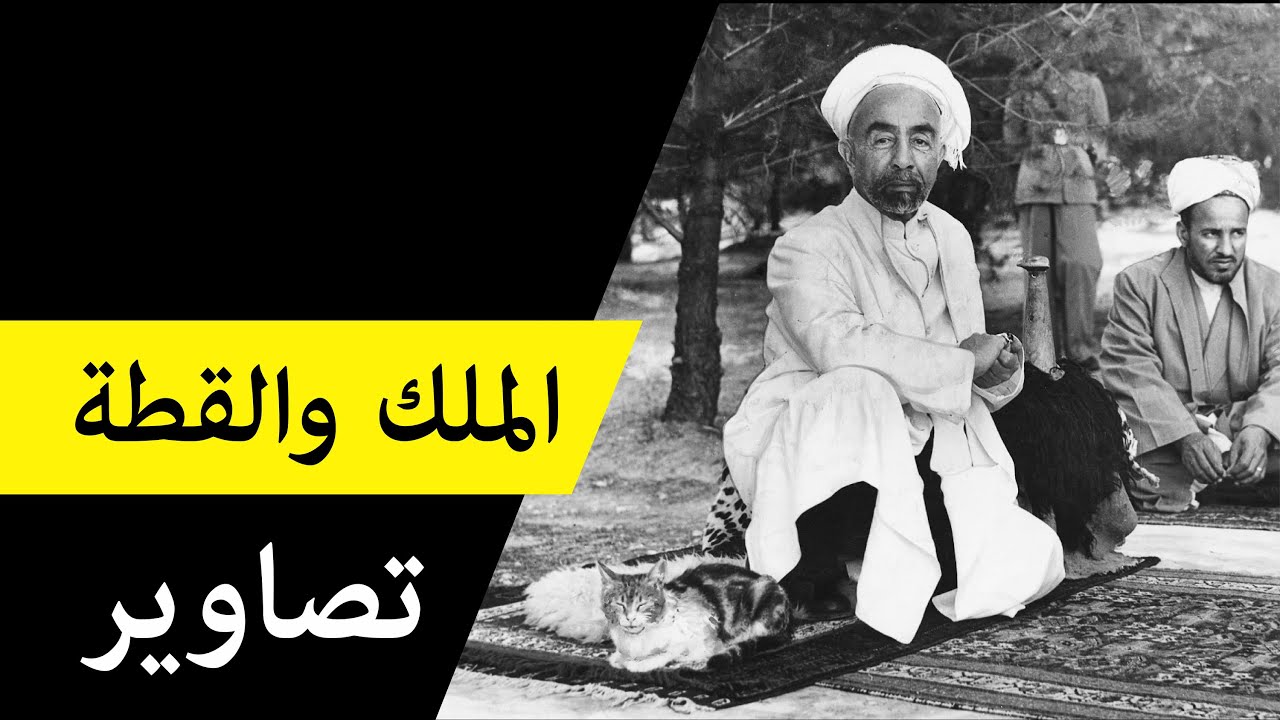 تصاوير الملك و القطة ح1 فكرزيون Youtube