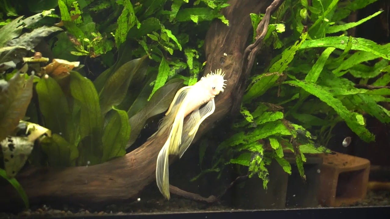 aquascaping plants Back to the Fishroom! A Quick and Dirty Update