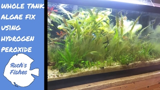 Erradicate algae in the aquarium with hydrogen peroxidewhole tank treatmentone two punch method