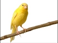 EL CANTAR DE LOS PAJAROS Pajarillos Cantando Hermosas Melodias. Peaceful Relajacion.