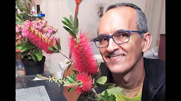 Como fazer mudas da árvore escova-de-garrafa?