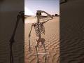 Quanto tempo leva para o corpo desistir no deserto? #science #curiosidades