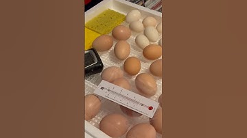 Hatching chicken eggs | day 18 lockdown in preparation for hatch. #homestead #chicken #incubation