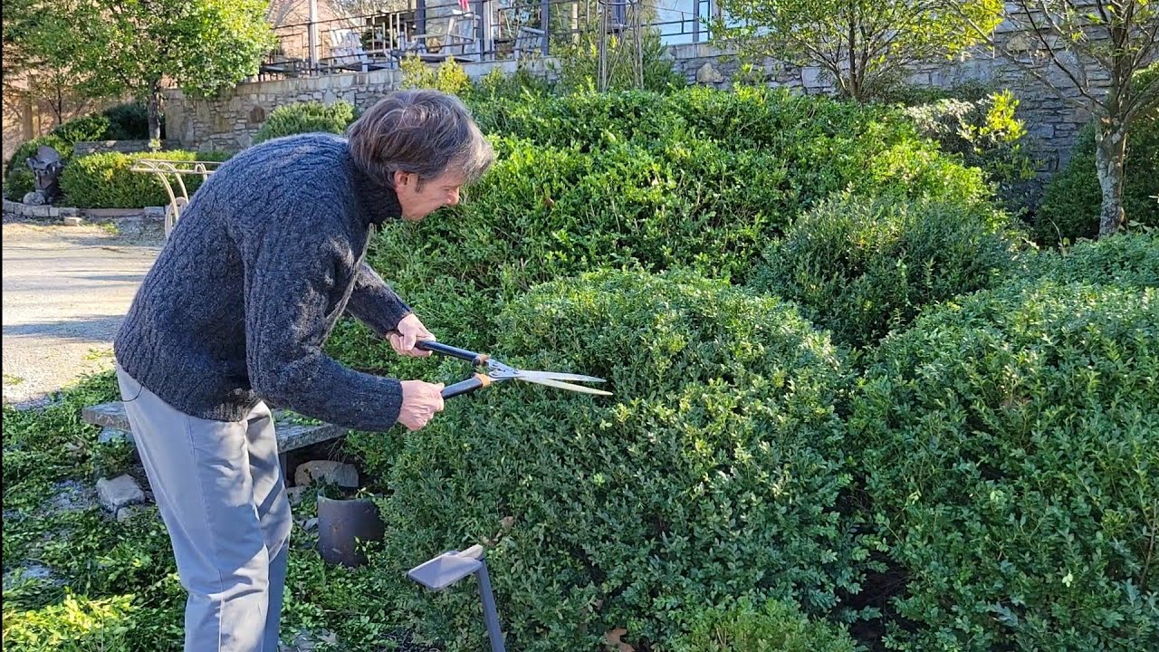 Trimming Boxwoods with Terry - YouTube