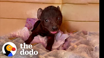 Orphaned Hyena Loves To Wrestle With A Rescue Puppy | The Dodo