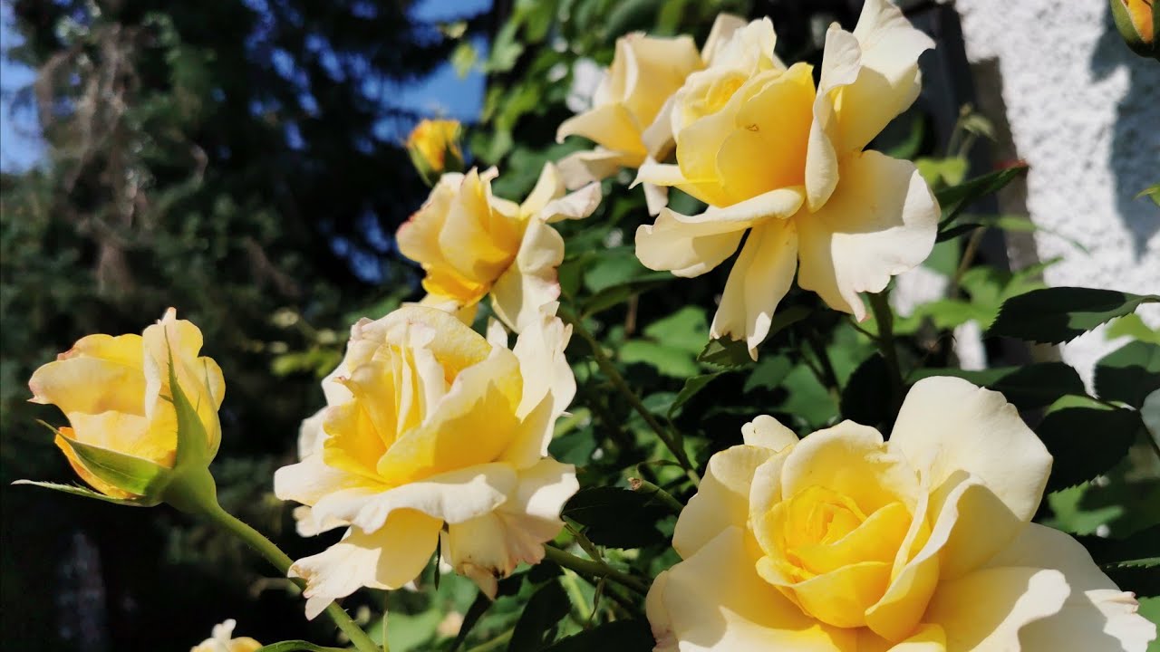 Второе цветение розы Санни Скай (Sunny Sky, Kordes 2009)